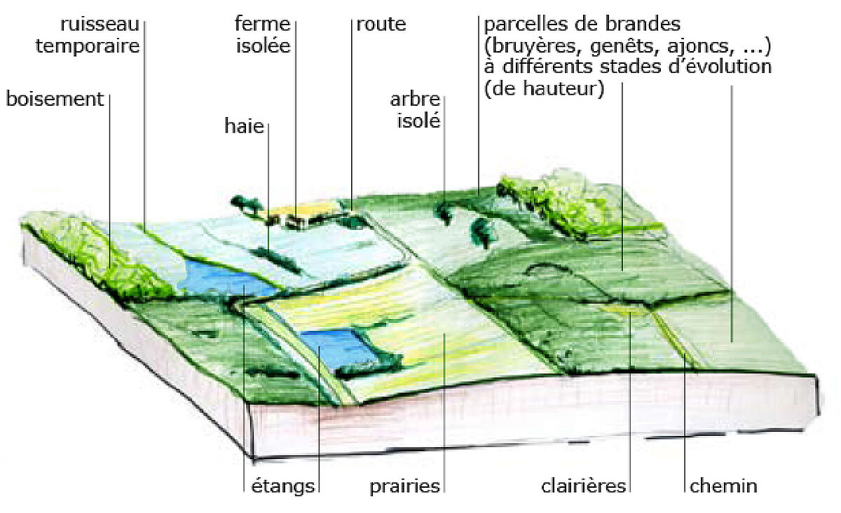 Agrandir l'image (fenêtre modale)