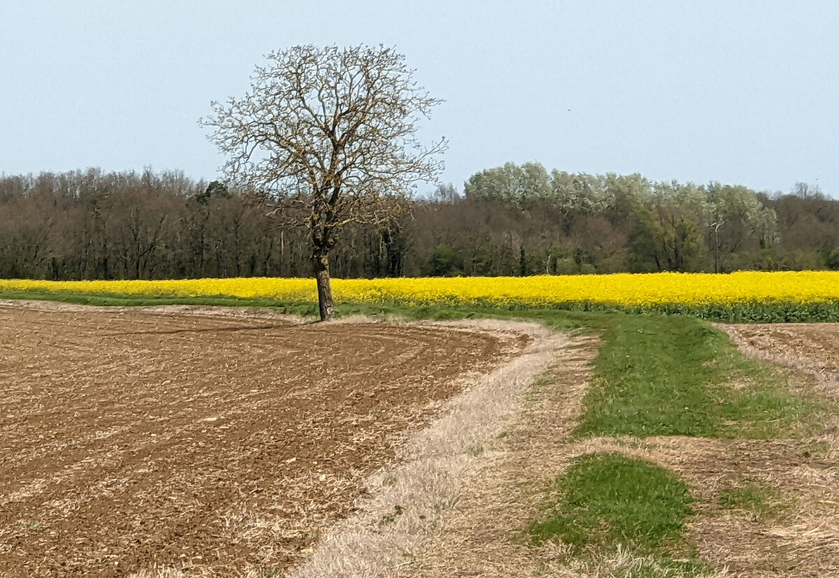 Agrandir l'image (fenêtre modale)